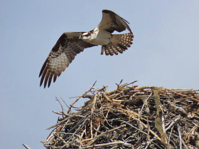 Osprey